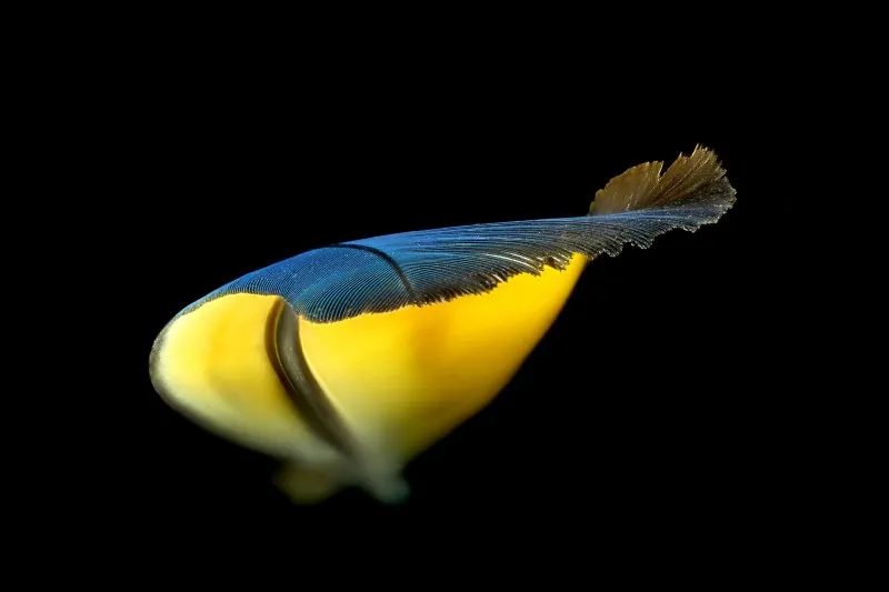 Example 4: Studio shot of a feather from a blue-and-yellow macaw.