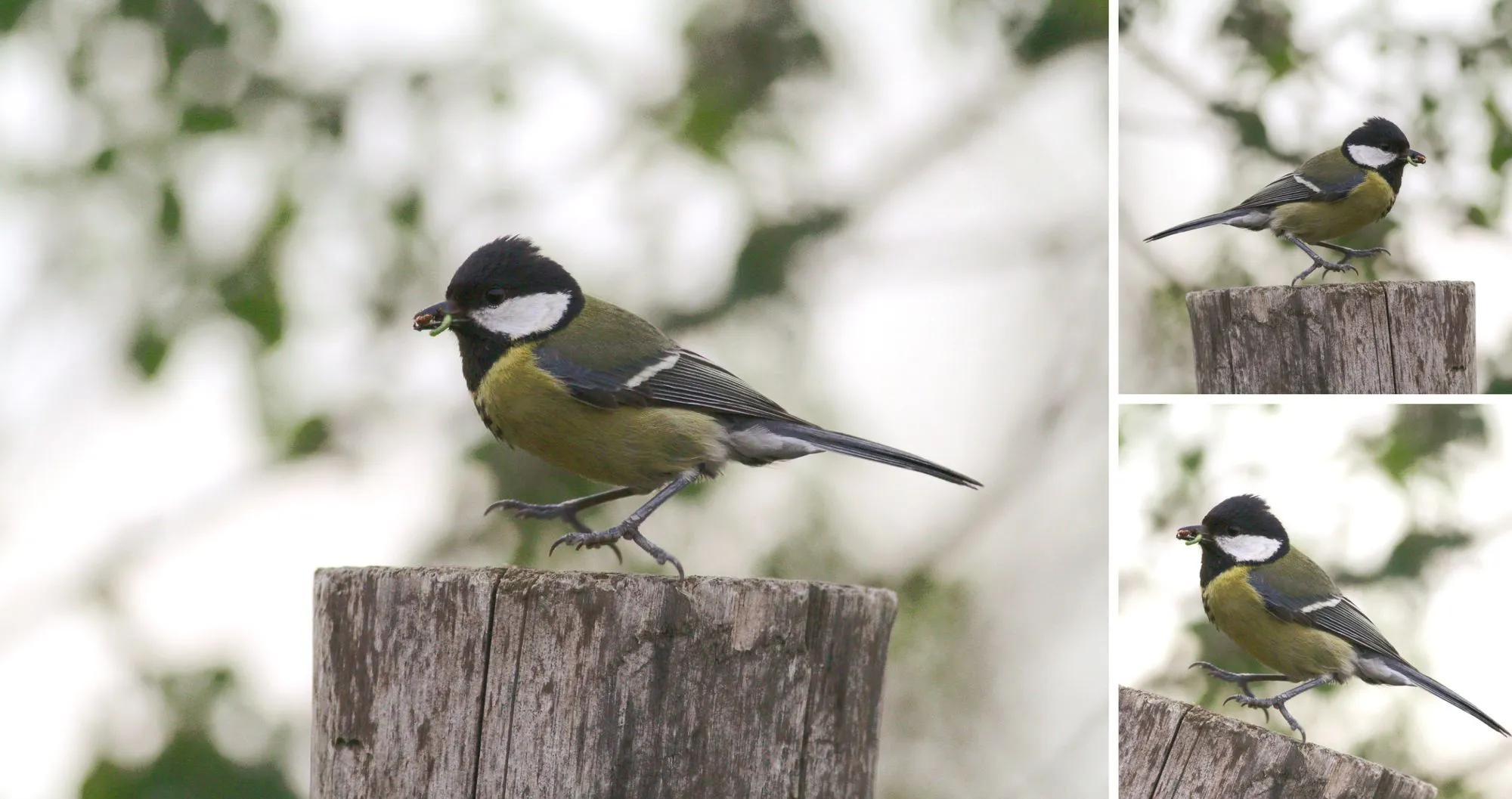 Figure 2: Example of an image data preparation process. Left: raw image data; top right: cropped and flipped image; bottom right: cropped and rotated image with adjusted exposure.