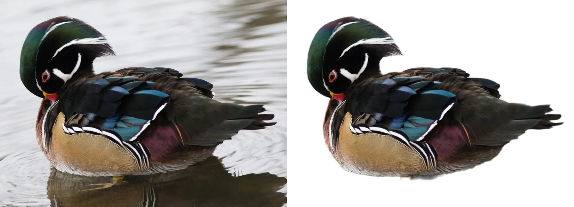 Figure 1: Example of an AI alpha-matted image of a wood duck.